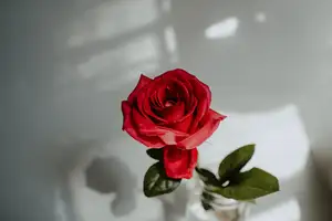 Jak ukorzenić różę w prosty sposób? Radzimy!