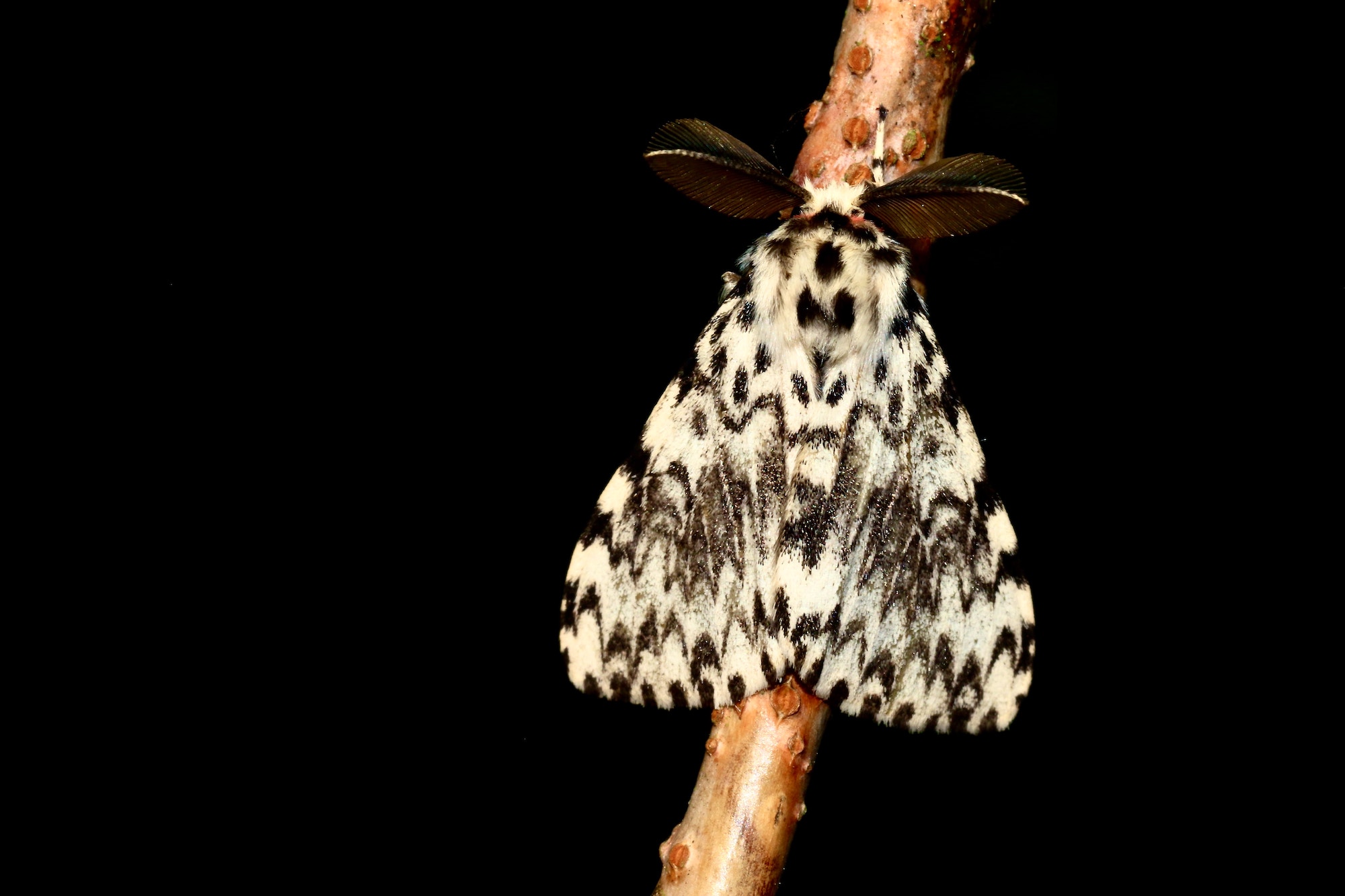 Nie tylko nocne motyle - fascynujące fakty o ćmach