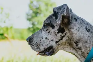 Dog niemiecki - historia, cechy i charakter tej wspaniałej rasy psów