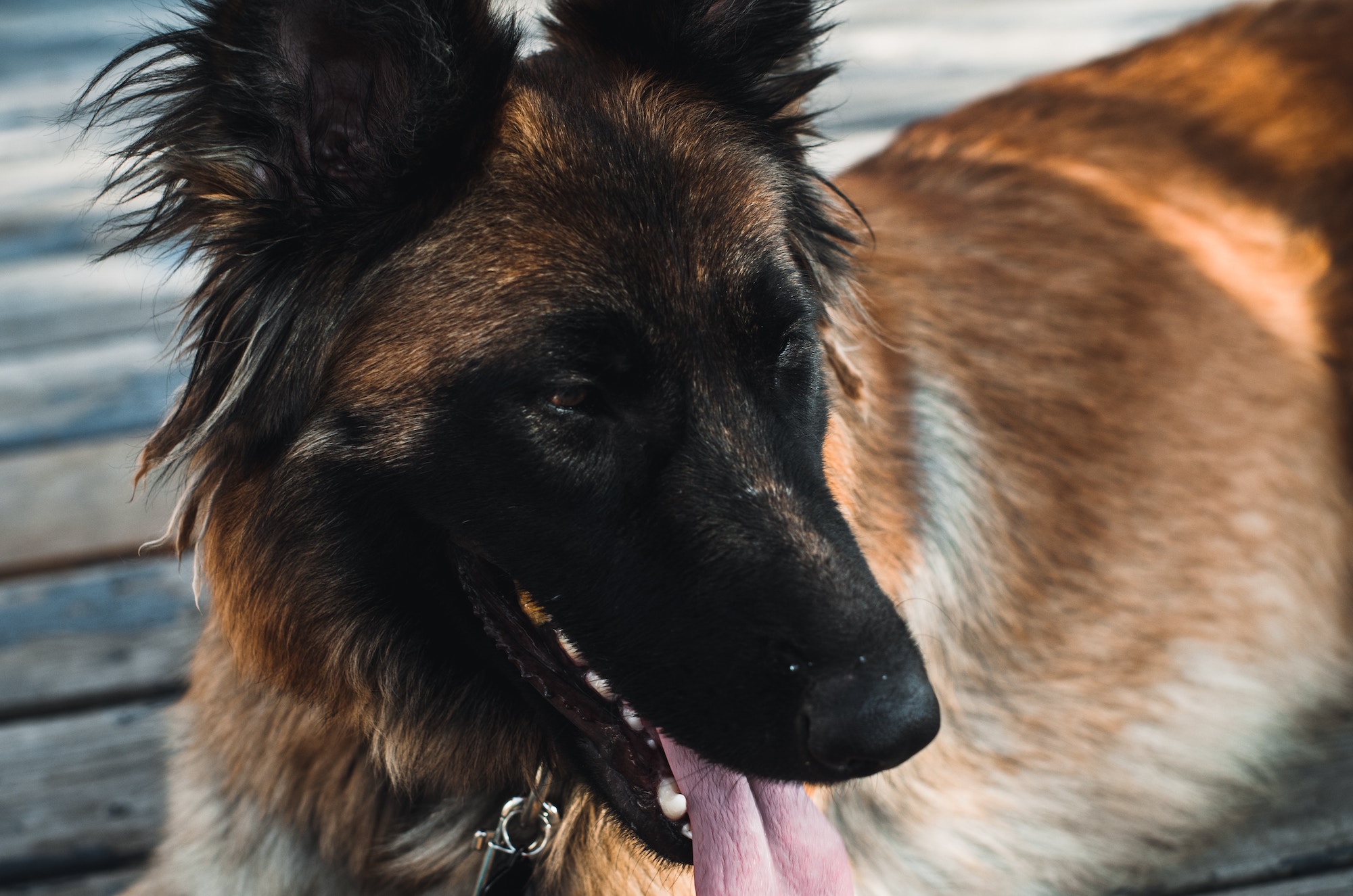 Owczarek belgijski - pies idealny dla aktywnych właścicieli